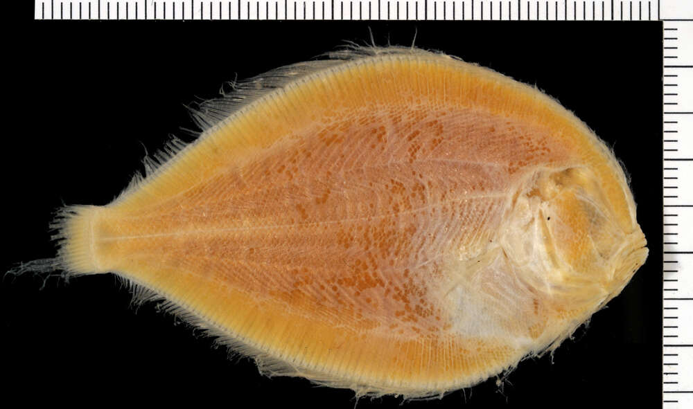 Image of Pacific eyed flounder