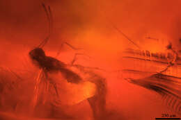 Image of Triadomerus bulbosus Yoshimoto 1975
