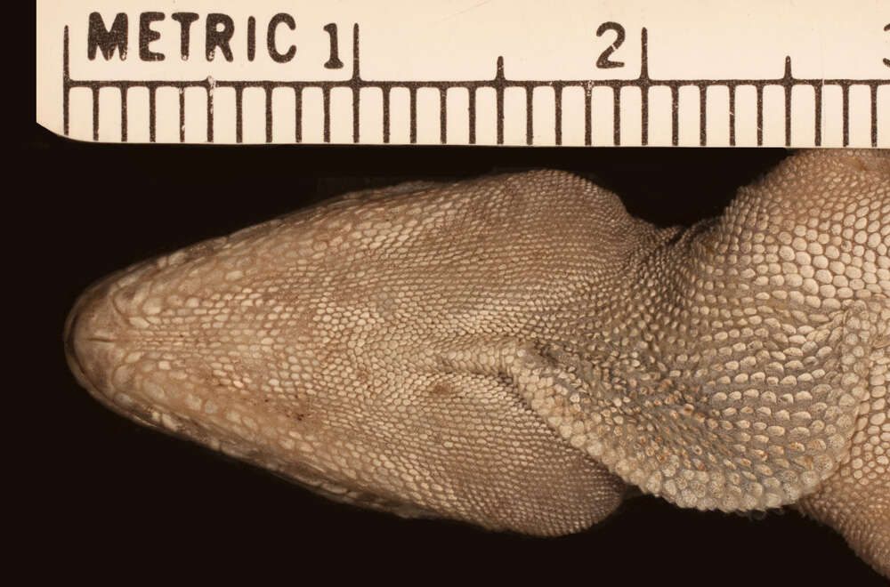 Image of Anolis cristatellus cristatellus Duméril & Bibron 1837