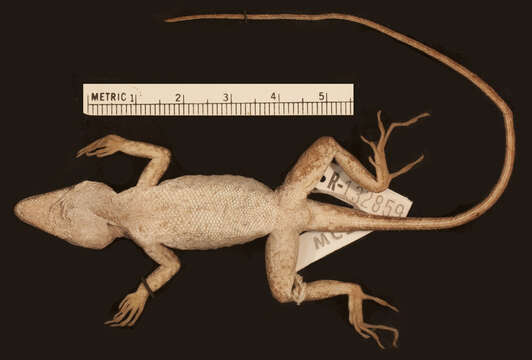 Image of Large-headed anole