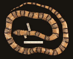 Image of Nuevo Leon Kingsnake