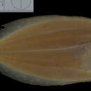 Sivun Paralichthys patagonicus Jordan 1889 kuva