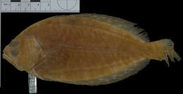 Image of Patagonian flounder