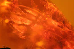 Image of long-legged fly