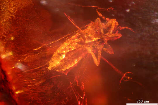 Image of thrips