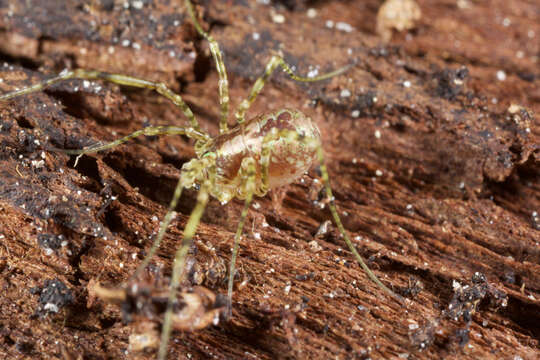 Image of <i>Thrasychirus dentichelis</i>