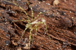 Image of <i>Thrasychirus dentichelis</i>