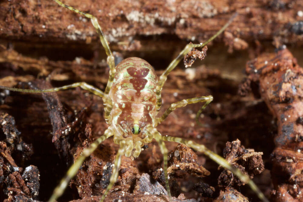 Image of <i>Thrasychirus dentichelis</i>