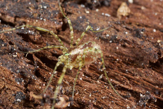 Image of <i>Thrasychirus dentichelis</i>