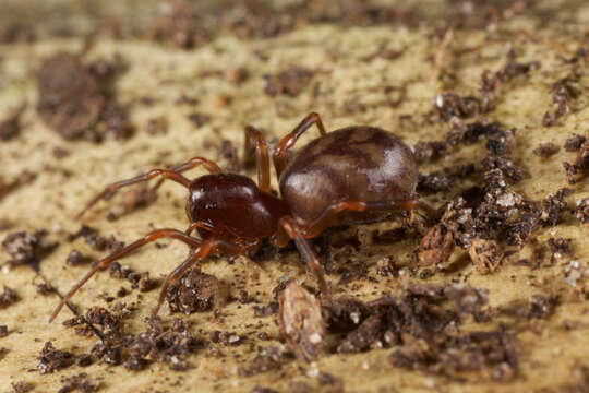 Image of mecysmaucheniid spiders