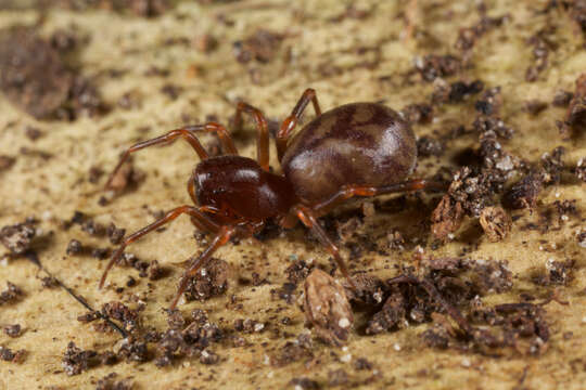 Image of mecysmaucheniid spiders