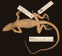 Image of brown anole