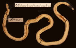 Image of Butler's Two-headed Snake