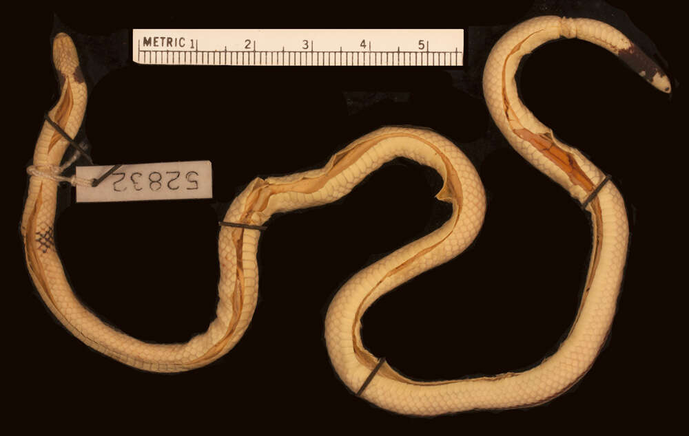 Image of Butler's Two-headed Snake