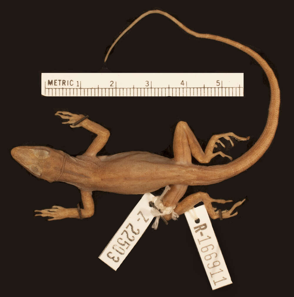 Image of brown anole