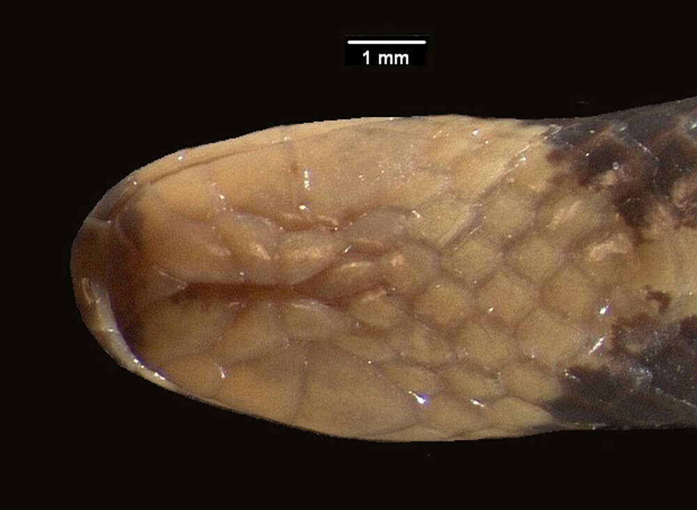 Sivun Chilorhinophis butleri Werner 1907 kuva