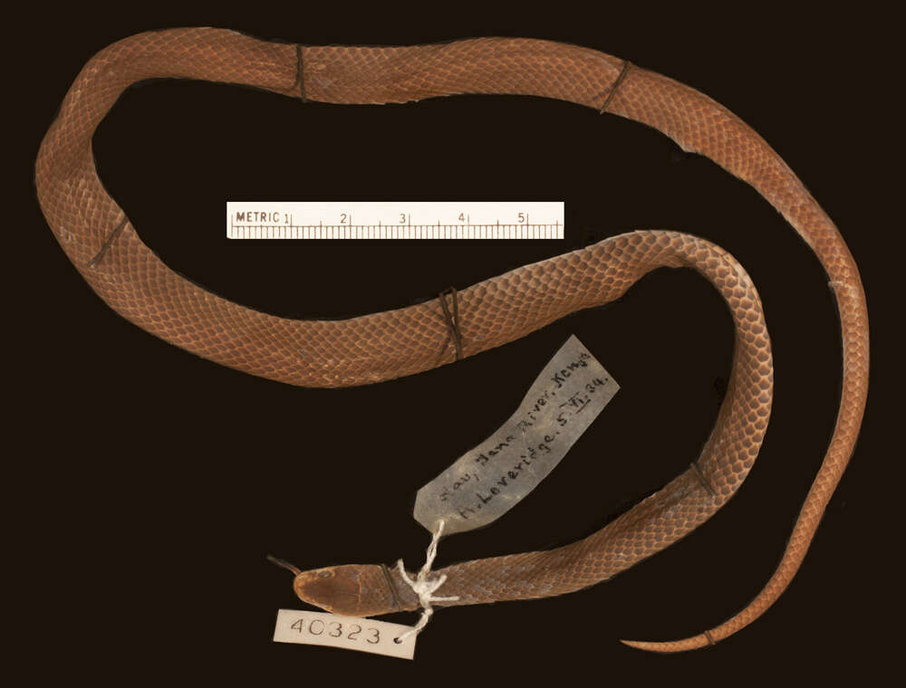 Image of Tana Delta smooth snake