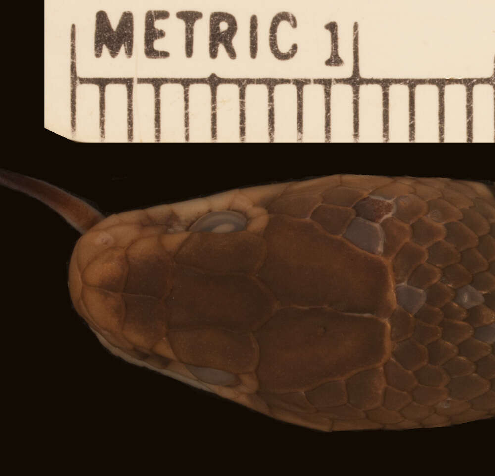 Image of Tana Delta smooth snake