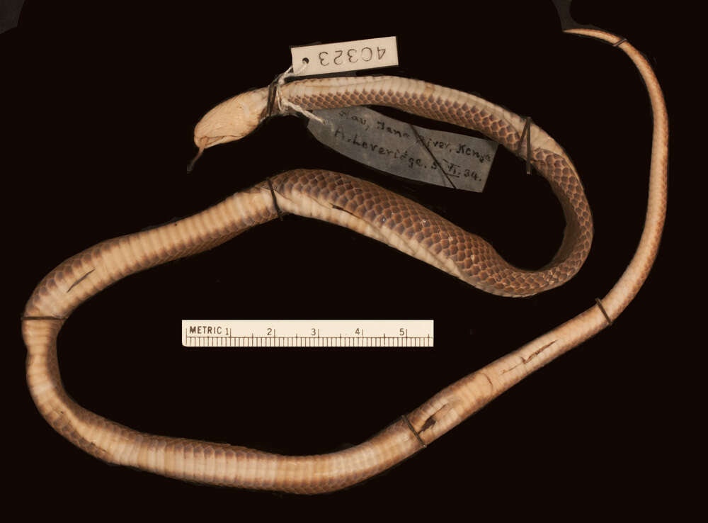 Image of Tana Delta smooth snake