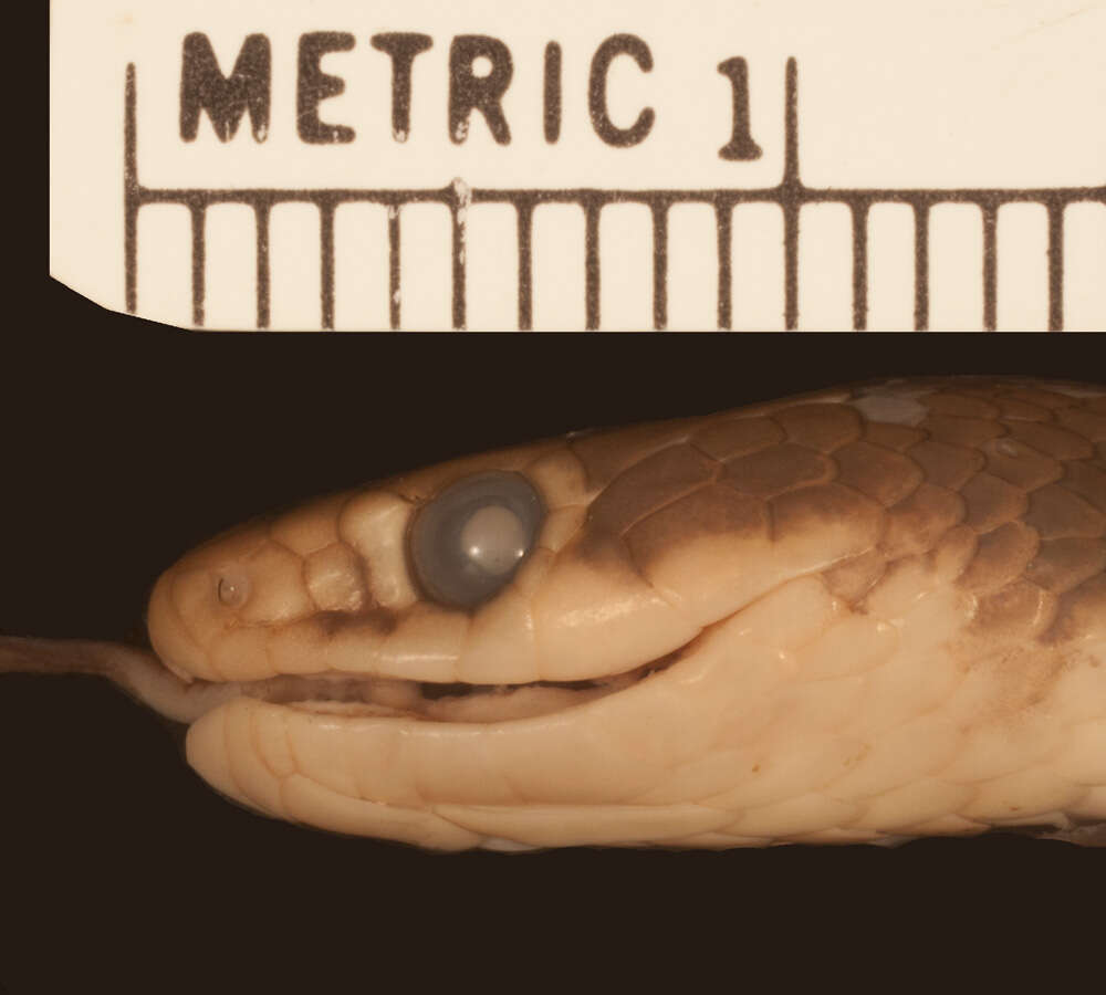 Image of Tana Delta smooth snake