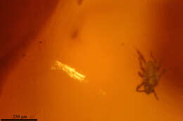 Image of aphid