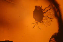 Image of aphid