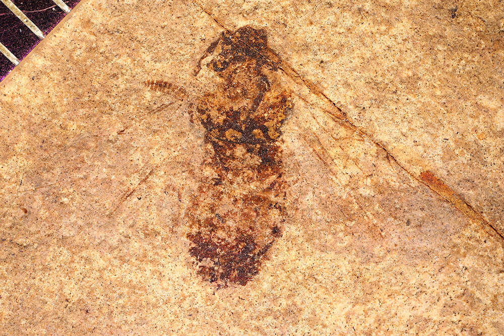 Image of Symphyta