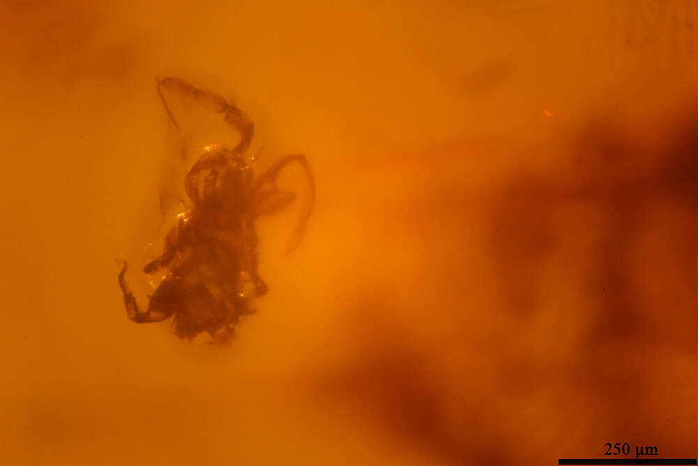 Image of ecdysozoans