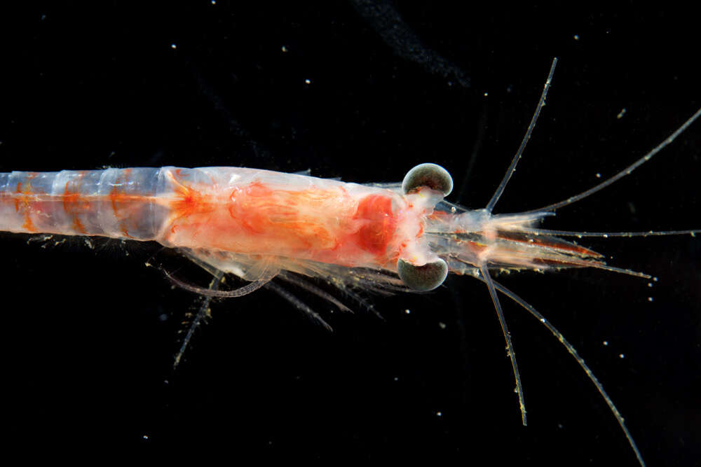 Image of Antarctomysis maxima (Holt & Tattersall 1906)