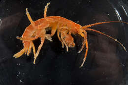 Image of amphipods