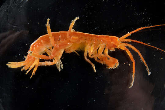 Image of amphipods