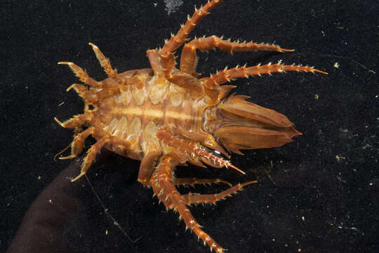 Image of Giant Antarctic isopod