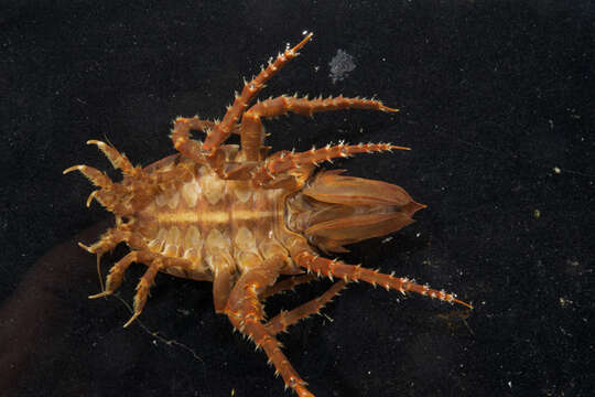 Image of Giant Antarctic isopod