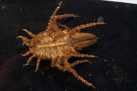 Image of Giant Antarctic isopod