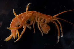 Image of amphipods