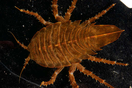 Image of Giant Antarctic isopod