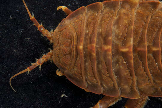 Image of Giant Antarctic isopod