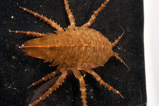 Image of Giant Antarctic isopod