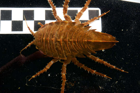 Image of Giant Antarctic isopod