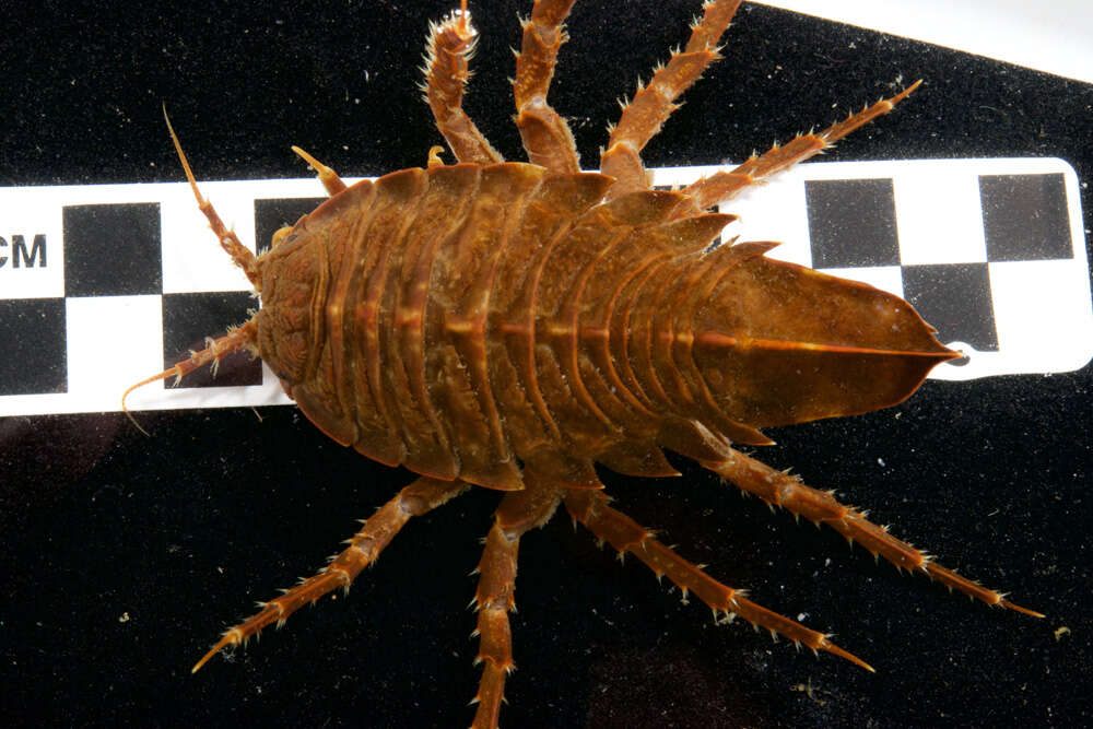 Image of Giant Antarctic isopod