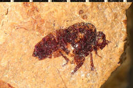 Image of Sciomyza