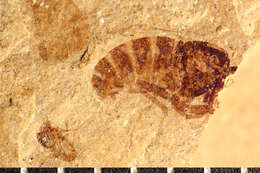 Image of Sciomyza