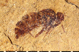 Image of Sciomyza