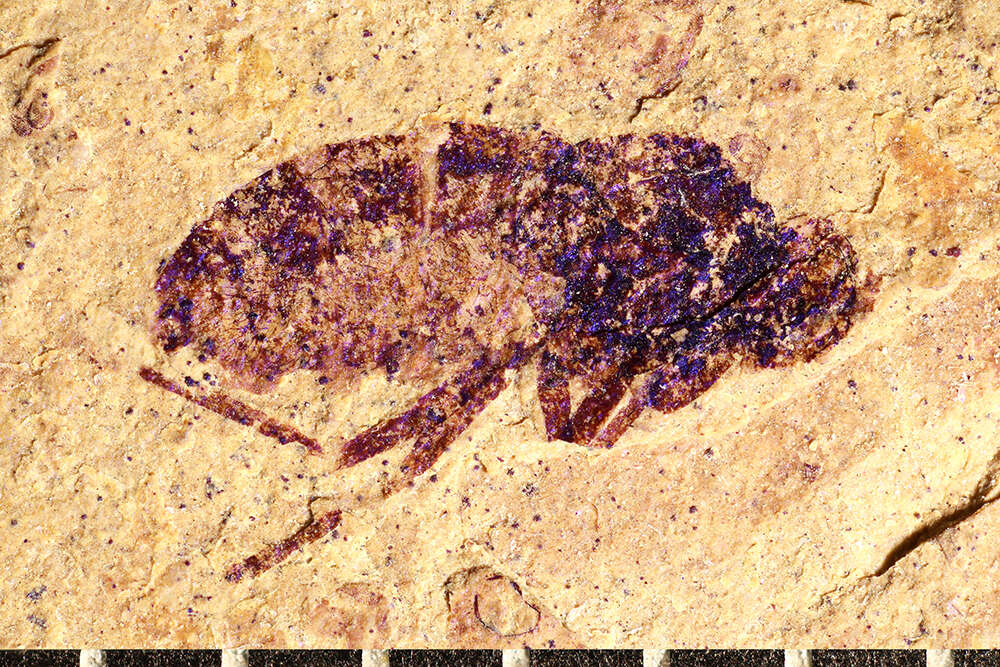 Image of Sciomyza