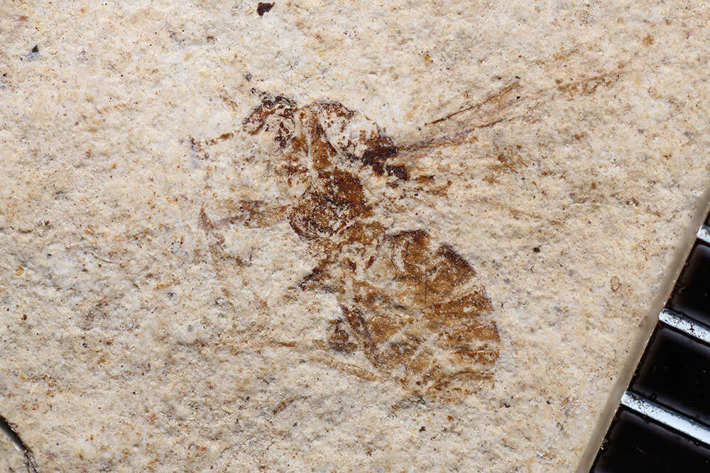 Image de Lasius