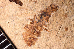 Image de Lasius