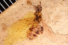 Image de Lasius