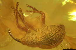 Image of Apioninae