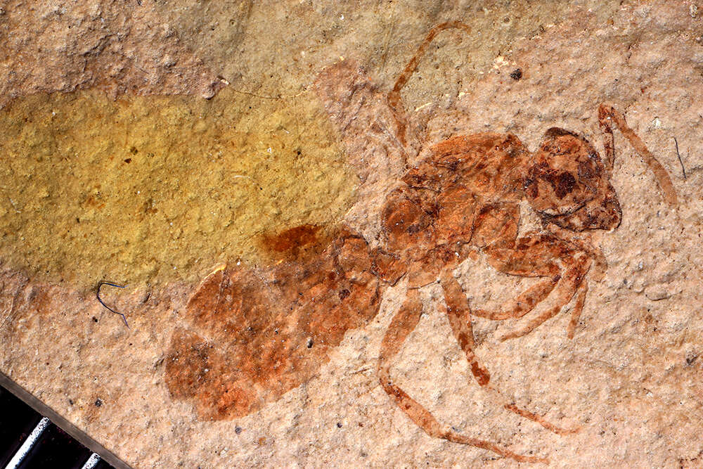 Image of Elaeomyrmex