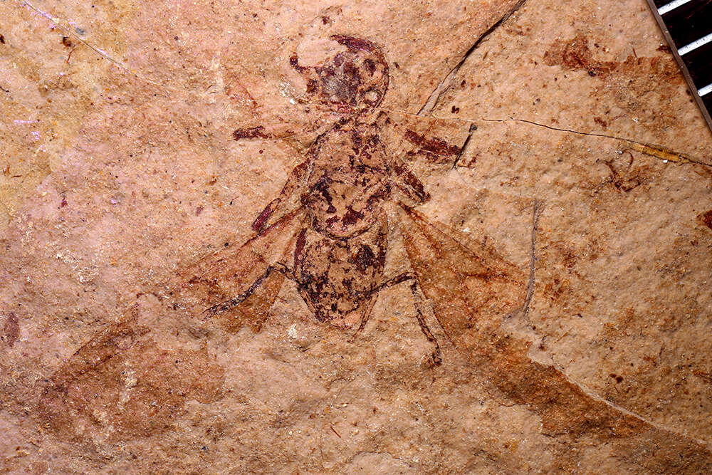 Image of Aphaenogaster mayri Carpenter 1930